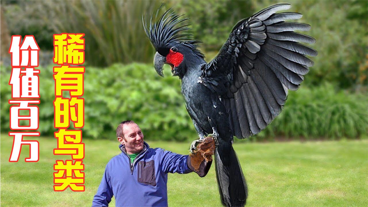 地球上最珍稀的鸟类,羽毛比黄金还贵,最贵一种卖到100万美金!