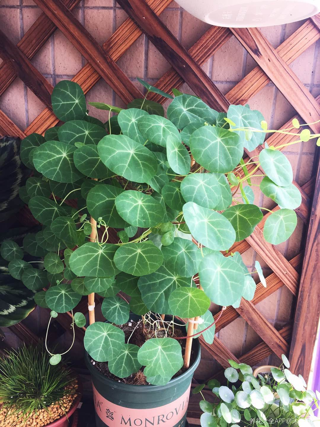 外观像土豆的"山乌龟",模样虽然丑,却能养成绿窗帘|山乌龟|爬藤|养护_