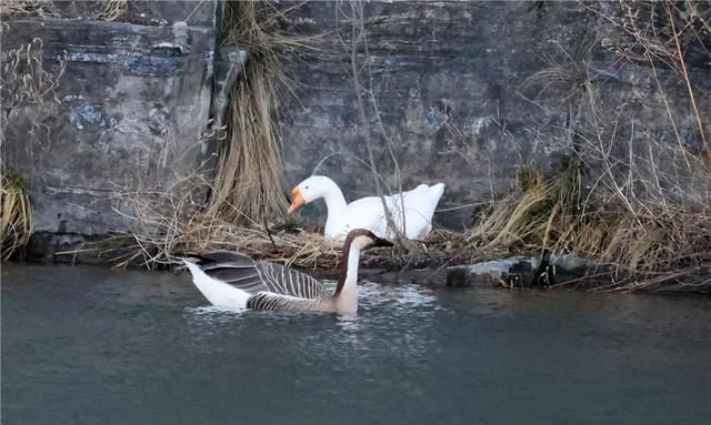 北京十渡发现1只鸿雁,白鹅在巢里孵蛋,它却常常在一旁守护