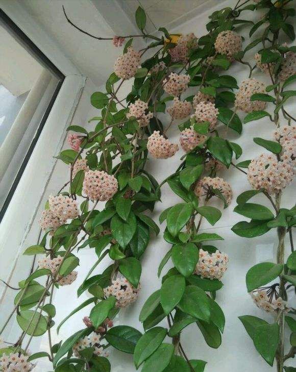 3种耐阴花适合北阳台不见太阳也能开花四季轮流开不断