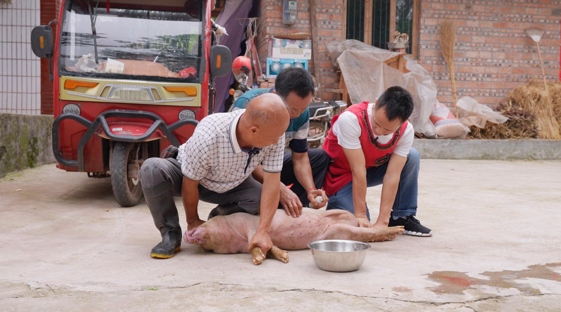 阉猪是门技术活我和四伯打辅助看手艺人如何施展传统绝技67