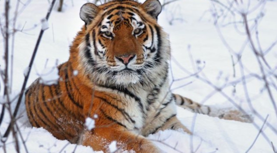 野生东北虎已抵达辽宁抚顺疑有老虎出没村民表示听到虎啸声