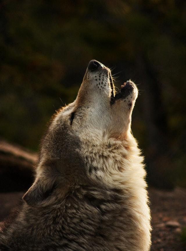 就是如此,乌鸦也被称为"狼鸟".