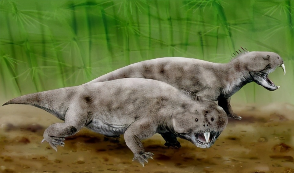 二齿兽大多是植食动物,从化石分布来看,这种动物曾经遍布于亚非欧三