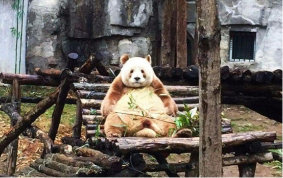 四川再次出现棕色大熊猫，皮毛已全部换色，为什么会这样？休闲区蓝鸢梦想 - Www.slyday.coM
