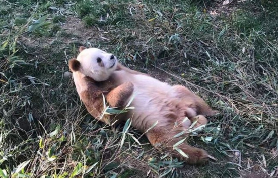 四川再次出现棕色大熊猫，皮毛已全部换色，为什么会这样？休闲区蓝鸢梦想 - Www.slyday.coM