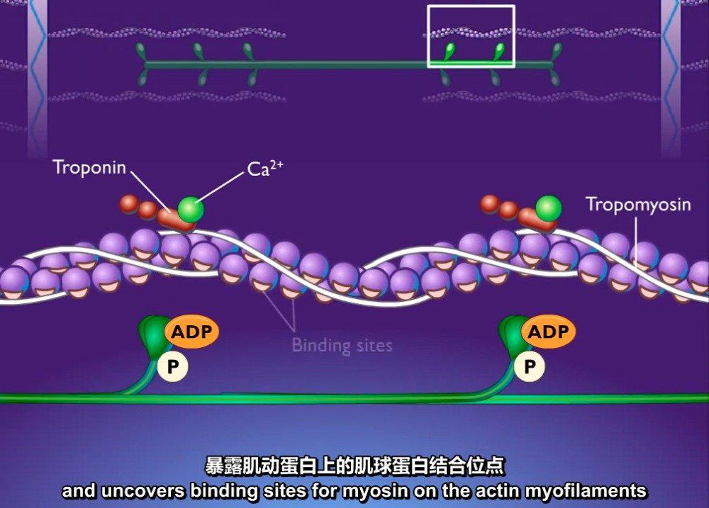 "手卡" 为您推荐: 肌肉收缩机制-肌肉分解演示-肌丝滑行理论动画演示