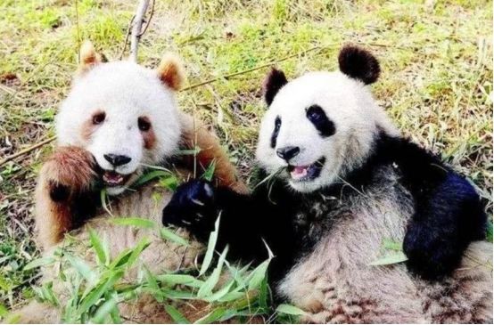 四川再次出现棕色大熊猫，皮毛已全部换色，为什么会这样？休闲区蓝鸢梦想 - Www.slyday.coM