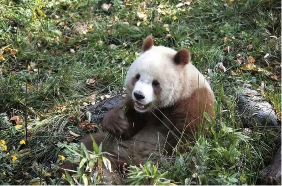 四川再次出现棕色大熊猫，皮毛已全部换色，为什么会这样？休闲区蓝鸢梦想 - Www.slyday.coM