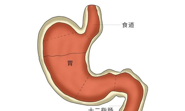 先给大家科普一下贲门的位置,贲门位于食管和胃部的连接处,也就相当于