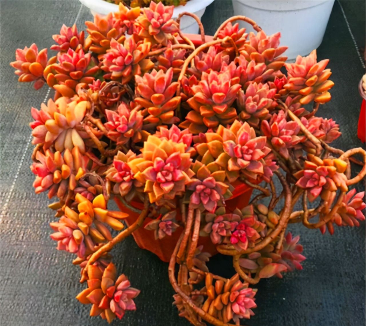 多肉中的爆崽王三动作虐着养逆袭成妖艳小老桩