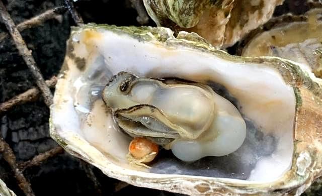 广东男子街头买生蚝,发现蚝肉下面别有洞天,网友:这是吃到宝了休闲区蓝鸢梦想 - Www.slyday.coM 广东男子街头买生蚝,发现蚝肉下面别有洞天,网友:这是吃到宝了休闲区蓝鸢梦想 - Www.slyday.coM