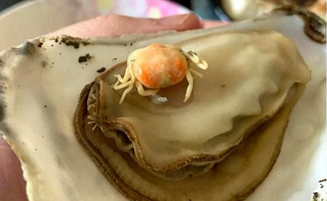 广东男子街头买生蚝,发现蚝肉下面别有洞天,网友:这是吃到宝了休闲区蓝鸢梦想 - Www.slyday.coM 广东男子街头买生蚝,发现蚝肉下面别有洞天,网友:这是吃到宝了休闲区蓝鸢梦想 - Www.slyday.coM