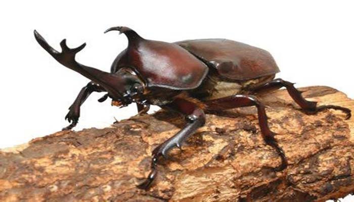 澳洲"树龙虾"一度被认为灭绝,昆虫学家却在孤岛上