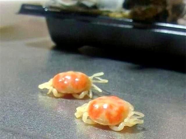 广东男子街头买生蚝,发现蚝肉下面别有洞天,网友:这是吃到宝了休闲区蓝鸢梦想 - Www.slyday.coM 广东男子街头买生蚝,发现蚝肉下面别有洞天,网友:这是吃到宝了休闲区蓝鸢梦想 - Www.slyday.coM