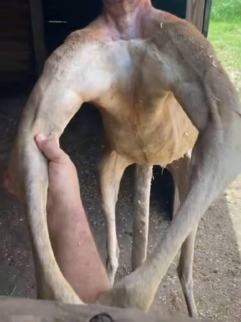 袋鼠这样的身材,不当健身教练可惜了