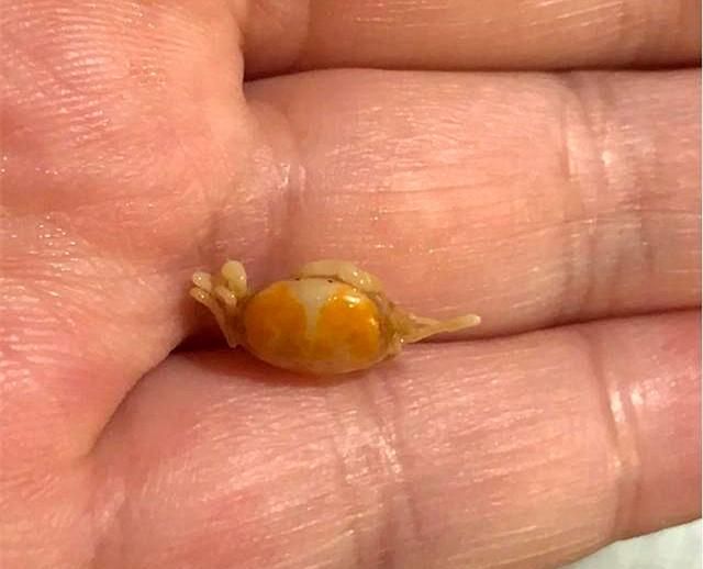 广东男子街头买生蚝,发现蚝肉下面别有洞天,网友:这是吃到宝了休闲区蓝鸢梦想 - Www.slyday.coM 广东男子街头买生蚝,发现蚝肉下面别有洞天,网友:这是吃到宝了休闲区蓝鸢梦想 - Www.slyday.coM