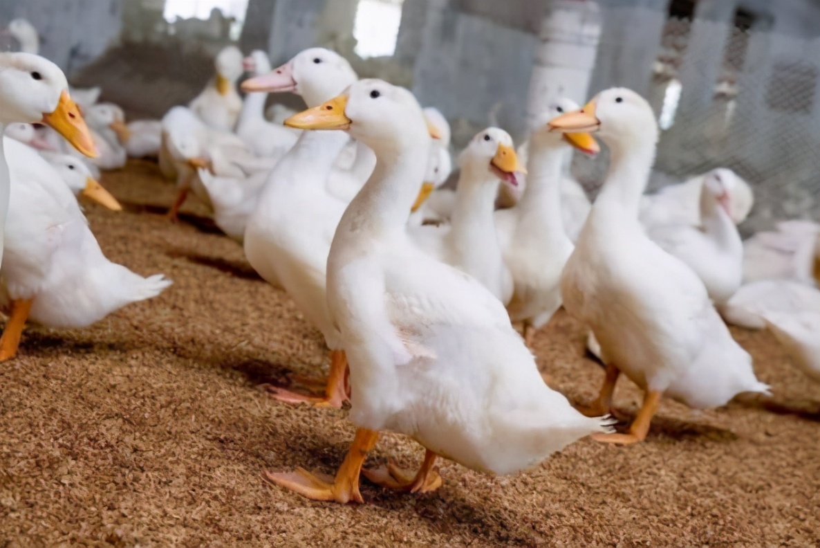 之所以贵,因为它用的鸭子本来就贵,是名贵的优质肉食鸭——北京填鸭
