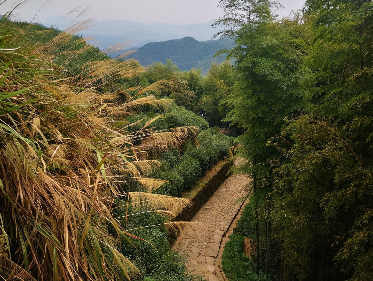 杭州有一山峦重叠的古道,拥有林海与竹海,被誉为最美后花园路