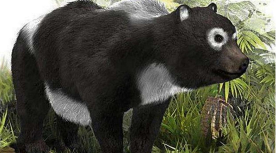 四川再次出现棕色大熊猫，皮毛已全部换色，为什么会这样？休闲区蓝鸢梦想 - Www.slyday.coM