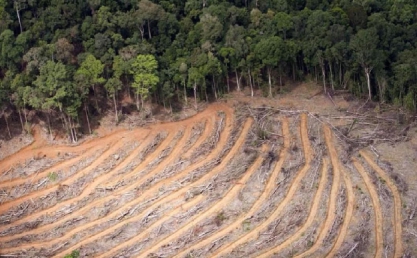 四川再次出现棕色大熊猫，皮毛已全部换色，为什么会这样？休闲区蓝鸢梦想 - Www.slyday.coM