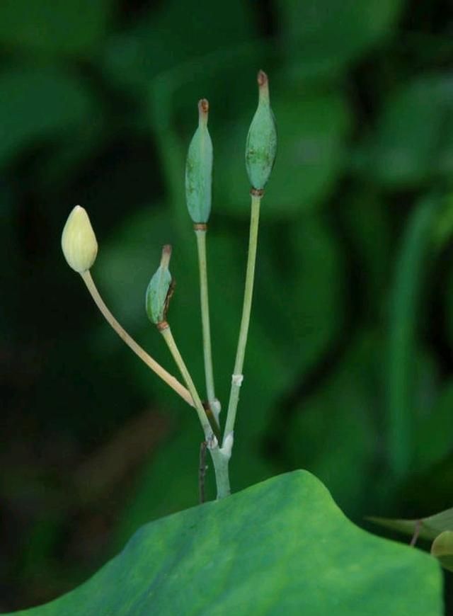 "血水草"是一种什么样的植物?