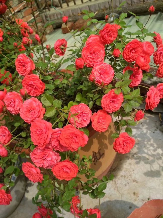 四季花开草裙舞女就是最典型的微型月季,植株矮小,花朵不大,花径只有4