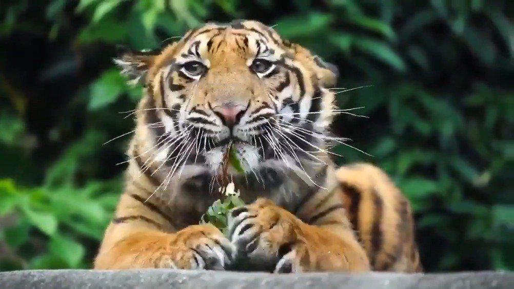 心有猛虎,细嗅小树枝,大橘猫吃猫草的样子太可爱了吧