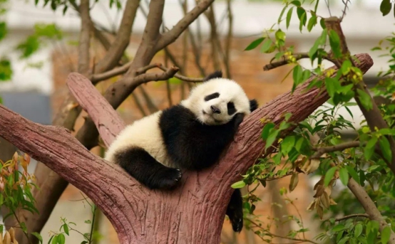 四川再次出现棕色大熊猫，皮毛已全部换色，为什么会这样？休闲区蓝鸢梦想 - Www.slyday.coM