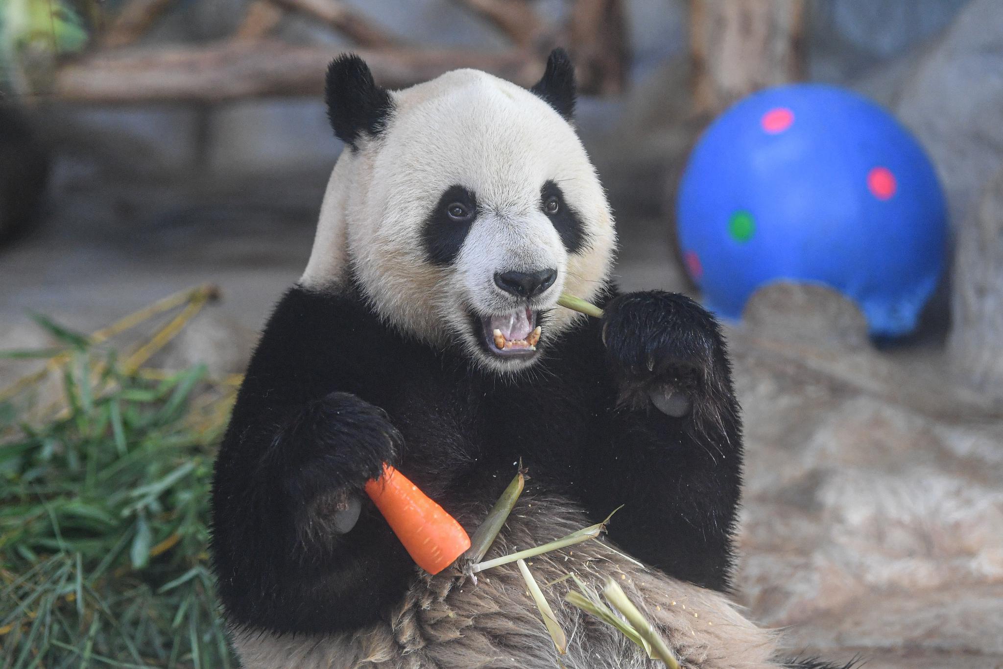 在位于海口的海南热带野生动植物园,工作人员为大熊猫摆放食物