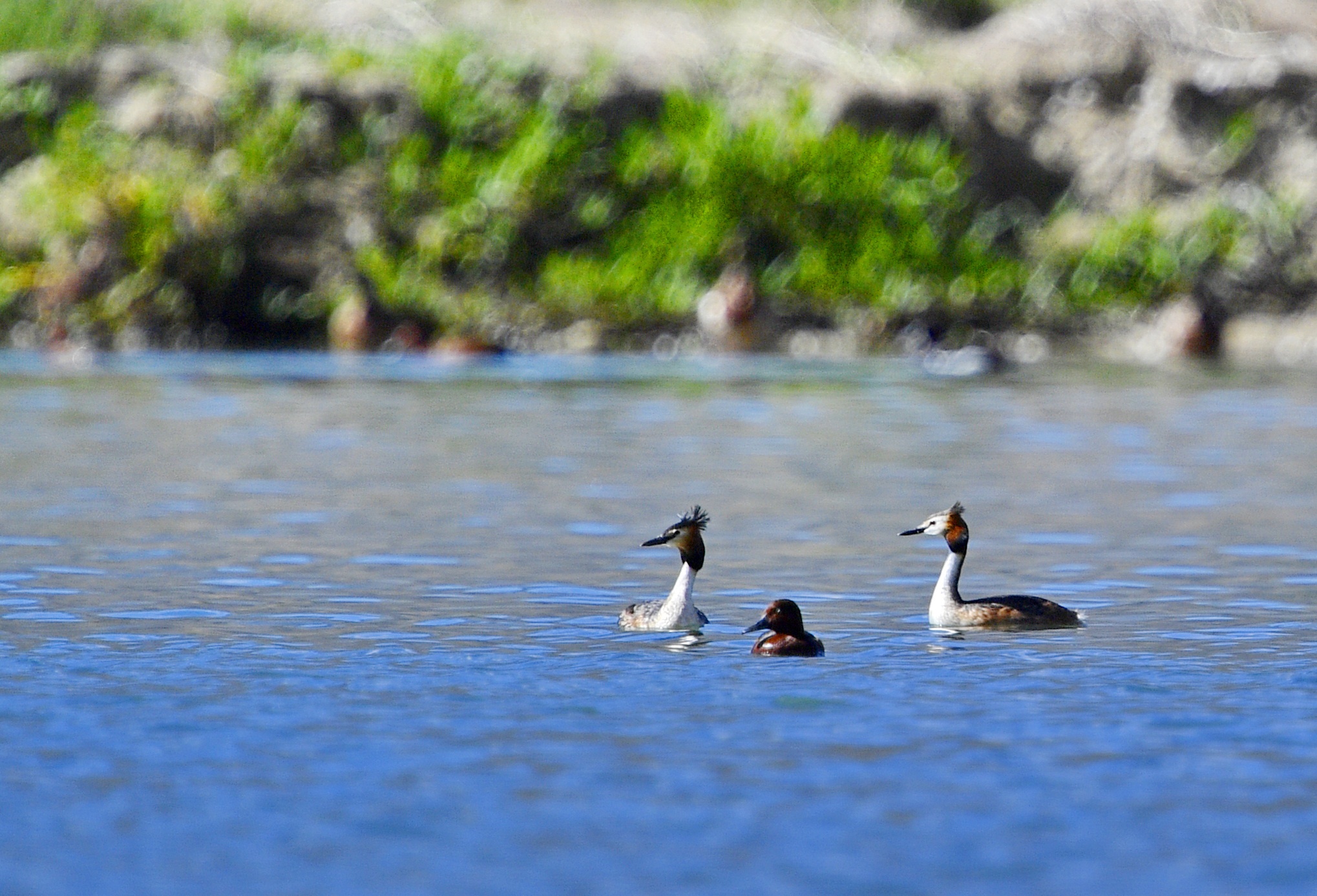 拉鲁湿地䴙䴘欢