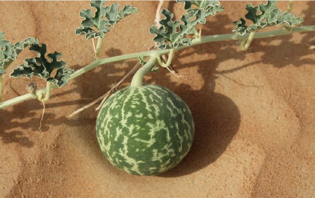 沙漠里随处可见的西瓜,为何再渴也不要吃?这样回答能得100分