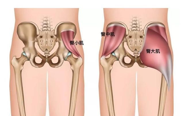 臀部的位置是在骨盆区域,而骨盆是身体承下起上的位置,如果臀部没力