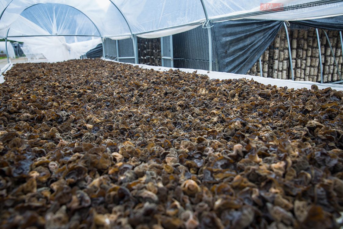 走进陕西木耳种植基地,素食之王是这么长的,科技的力量太强大