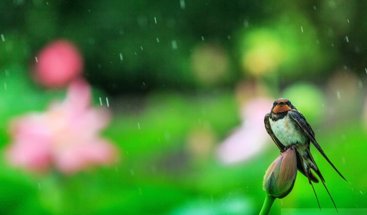 燕子冬天究竟飞去了哪里?你真的了解燕子吗?|南方|燕子|蜻蜓_新浪新闻
