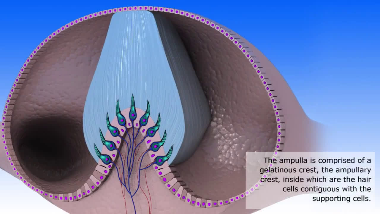 解剖与生理学:前庭(本体)觉 本体觉是指来自于我们身体内部