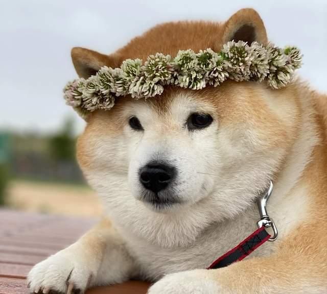 为什么说1000块钱买不到纯种柴犬?__财经头条