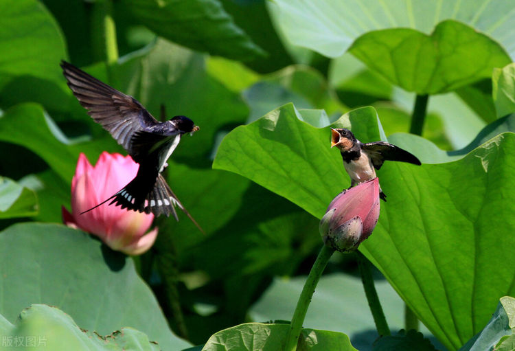 燕子冬天究竟飞去了哪里你真的了解燕子吗