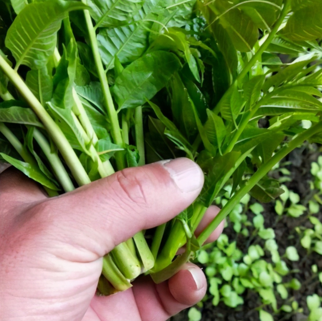 买香椿紫叶绿叶啥不同不懂别乱买买错不好吃浪费钱