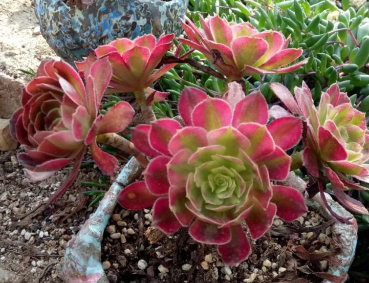 40℃养多肉法师,如何补水杜绝徒长?