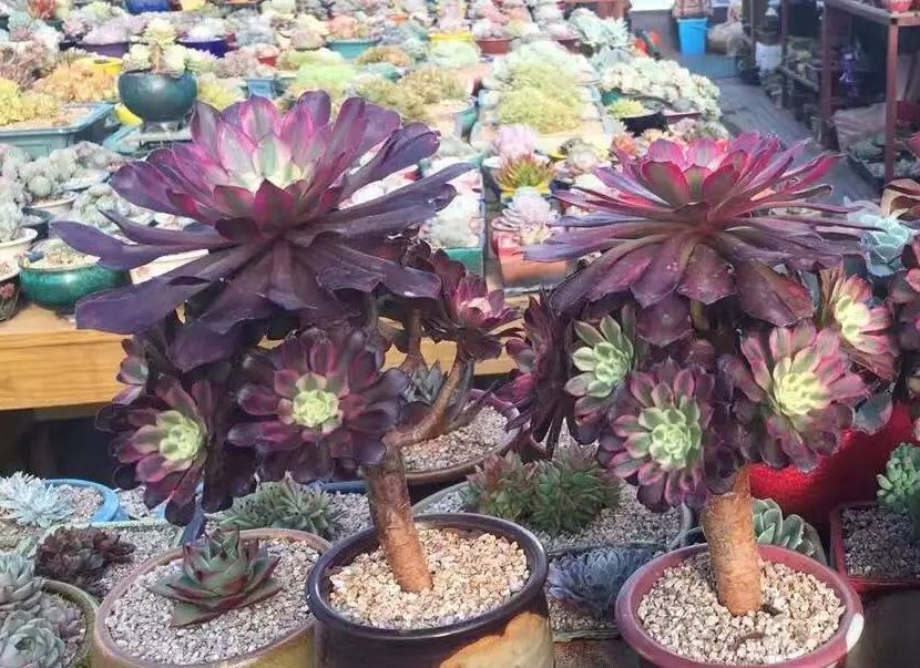 40℃养多肉法师,如何补水杜绝徒长?