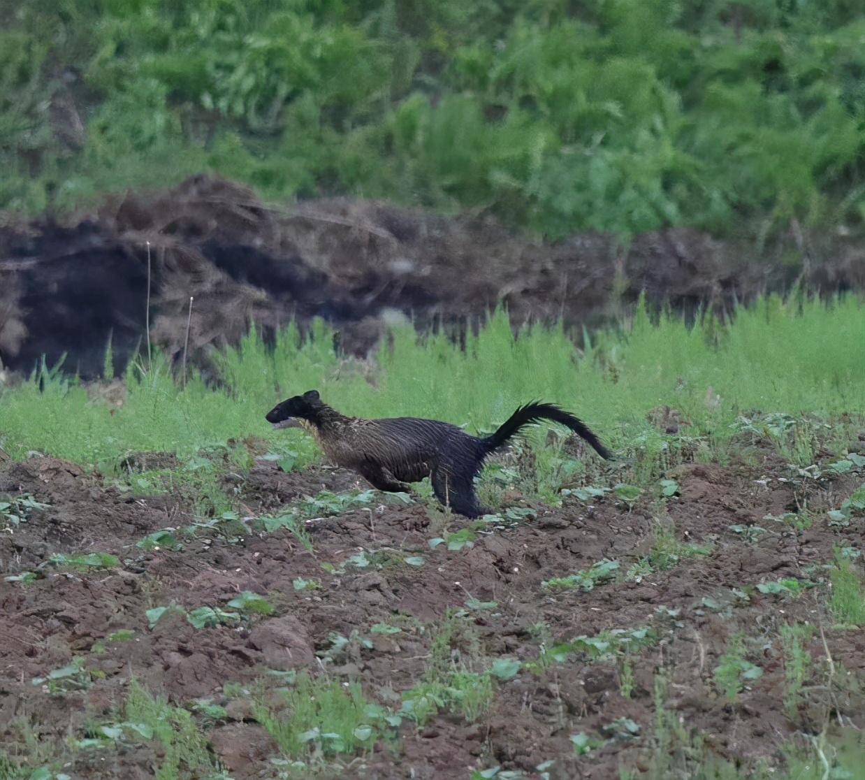 大学生野外实习偶遇"黄喉貂",长这样