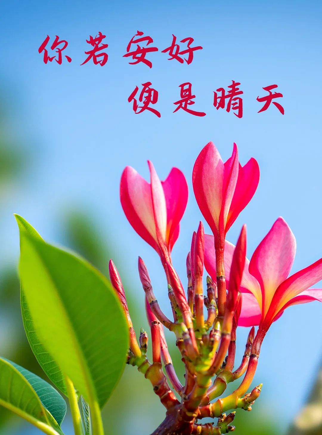 616你若安好便是晴天