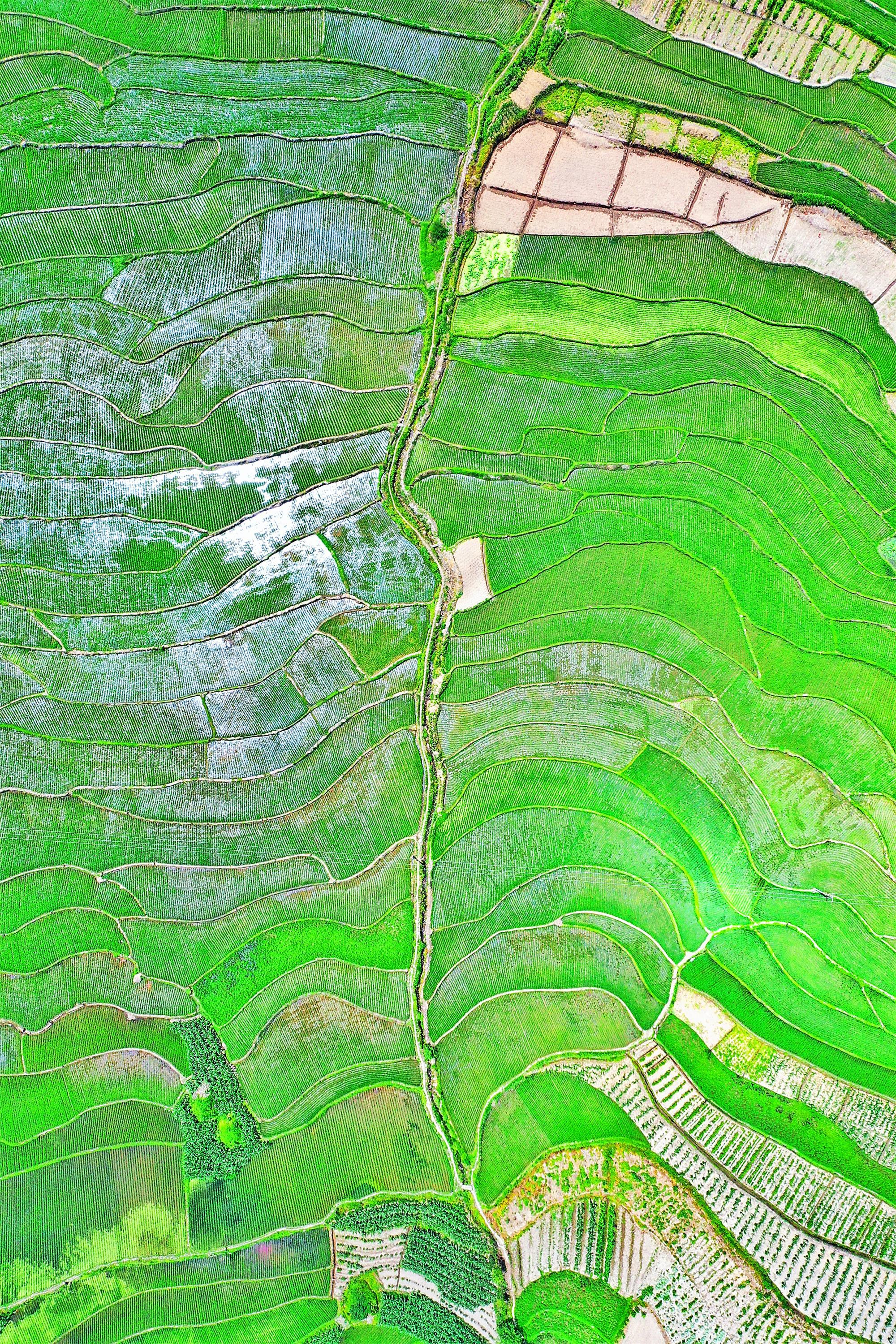 夏日骄阳,把洛河两岸的良田照的翠绿,田野间阡陌纵横.