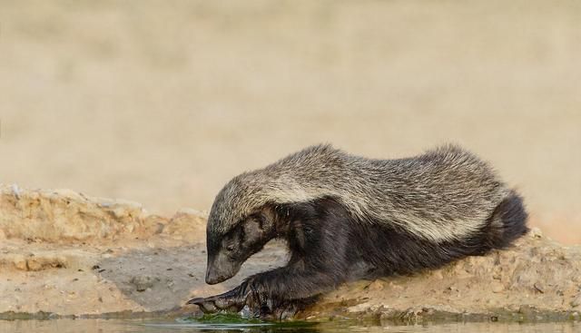 大连蛇岛有两万条毒蛇放两只蜜獾上岛会怎样可以将蛇吃光吗