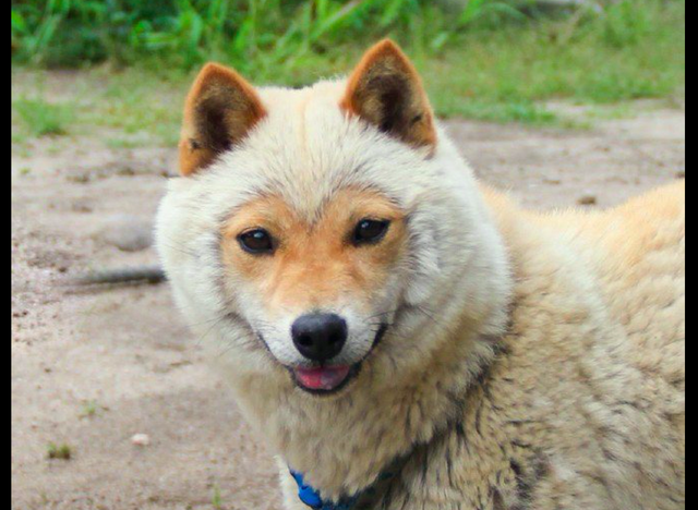 狐狸脸柴犬爆脸的样子图片