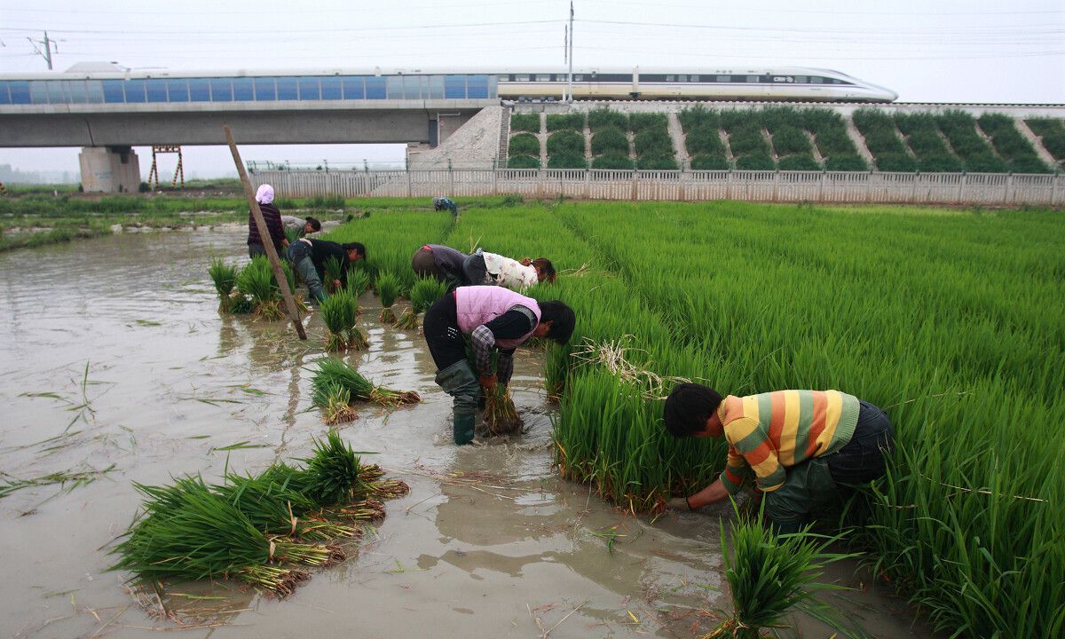 水稻秧田开裂拔秧难有什么办法?适期喷施二甲四氯