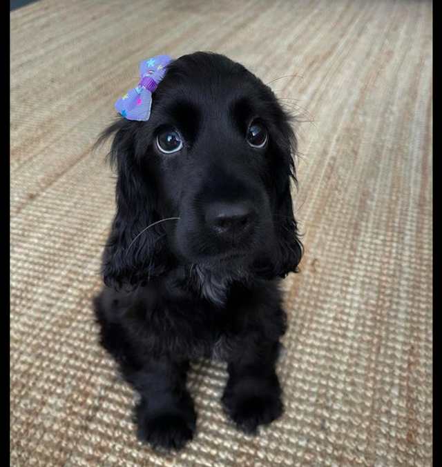 网友给狗扎上了蝴蝶结它的眼神姿态像极了在逃公主好想抱抱它