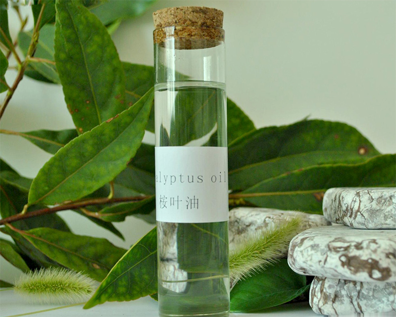 火的操控者——桉树,真正诠释了野火烧不尽,春风吹又生|桉树|桉树油