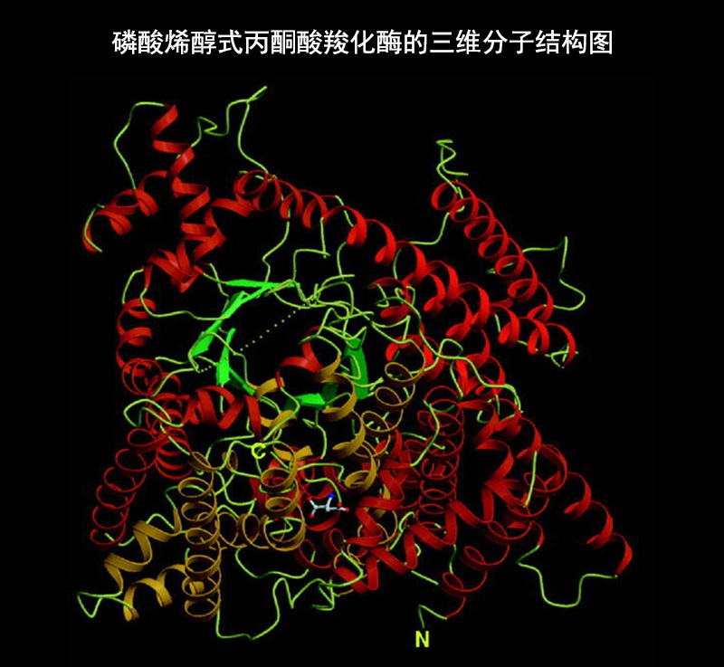 會把一個二氧化碳整合到一個五碳糖分子1,5-二磷酸核酮糖(rubp)當中